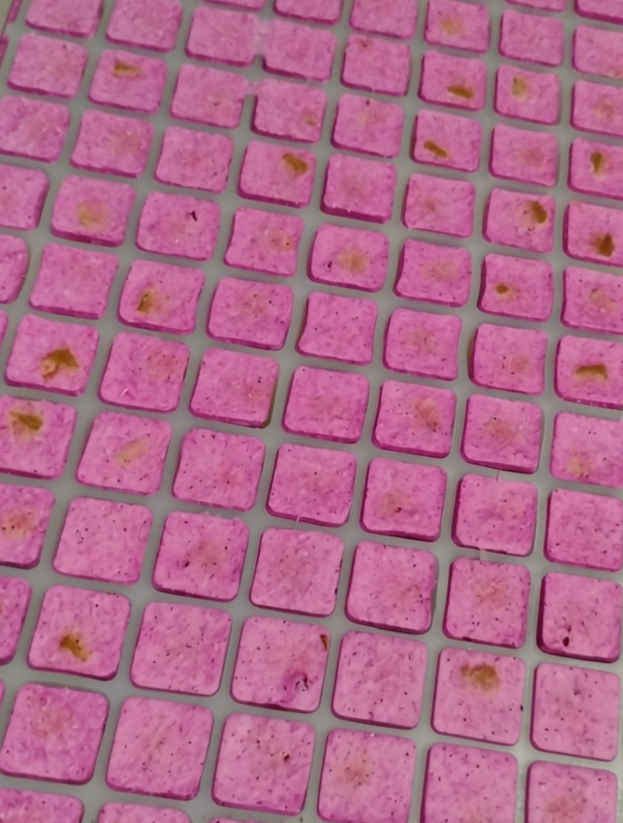 Tranquility Blend: Bobinsana, Blue Lotus & Kava — Freeze-Dried Squares | 20 ct